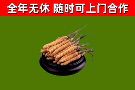 平安回收冬虫夏草